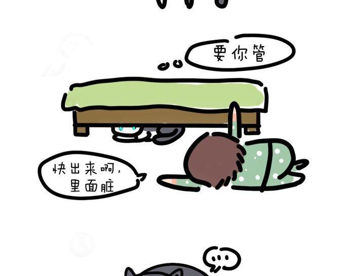家里多了只猫6