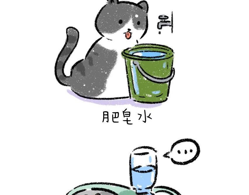 家里多了只猫3