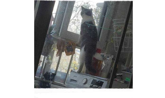 家里多了只猫8