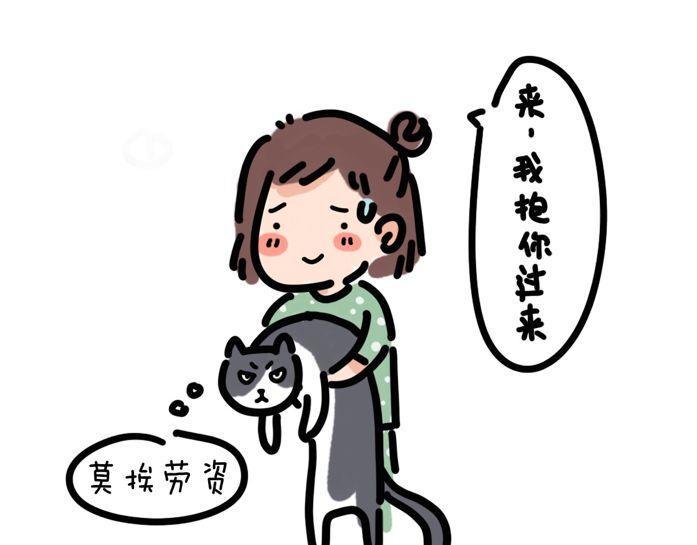 家里多了只猫5