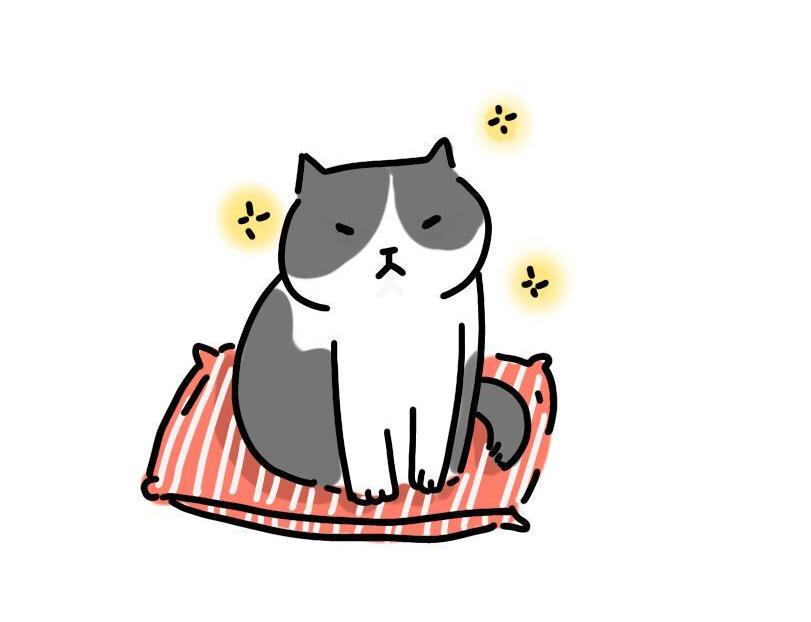 家里多了只猫1