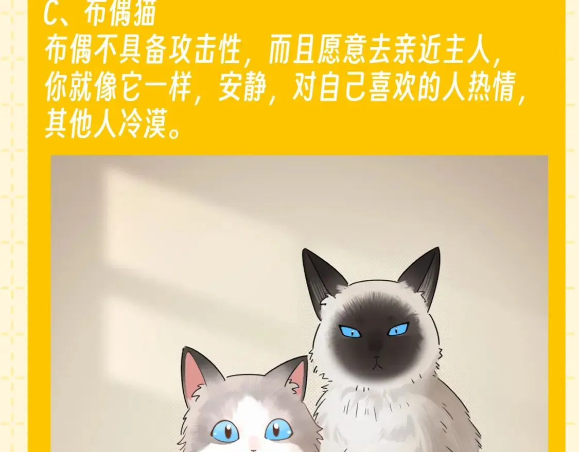 第6期 整活企划：测测你是哪种猫猫？12