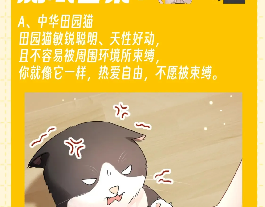 第6期 整活企划：测测你是哪种猫猫？9