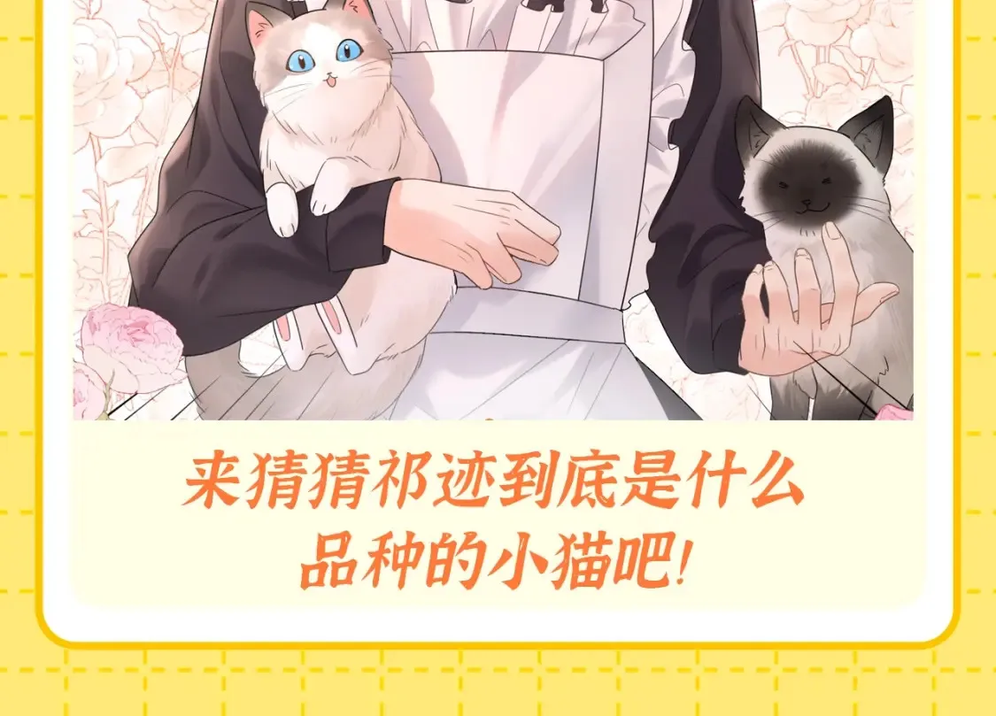 第1期 特别企划：当他变成猫猫后16