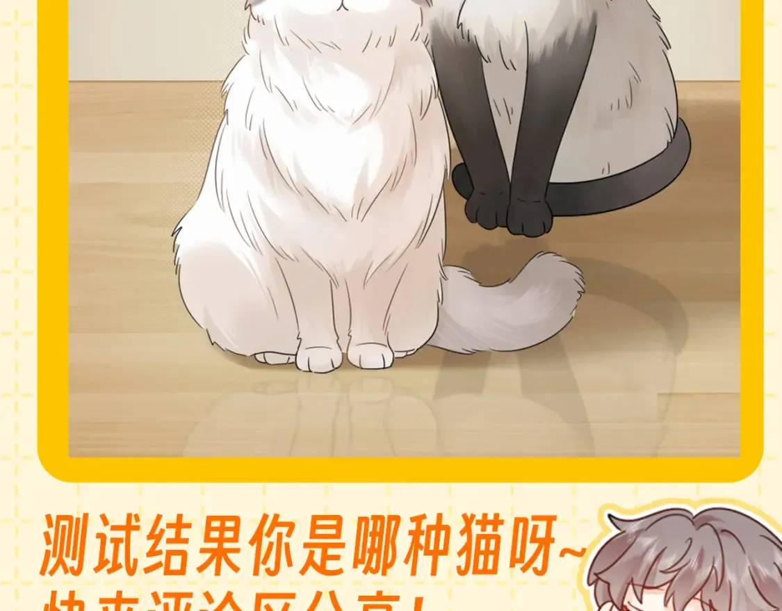第6期 整活企划：测测你是哪种猫猫？13