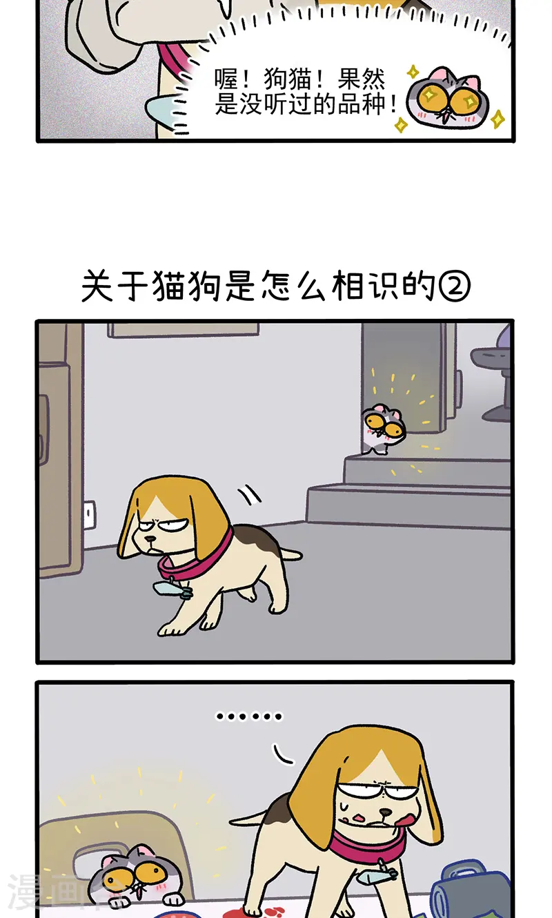 第128话1 关于猫狗是怎么相识的2