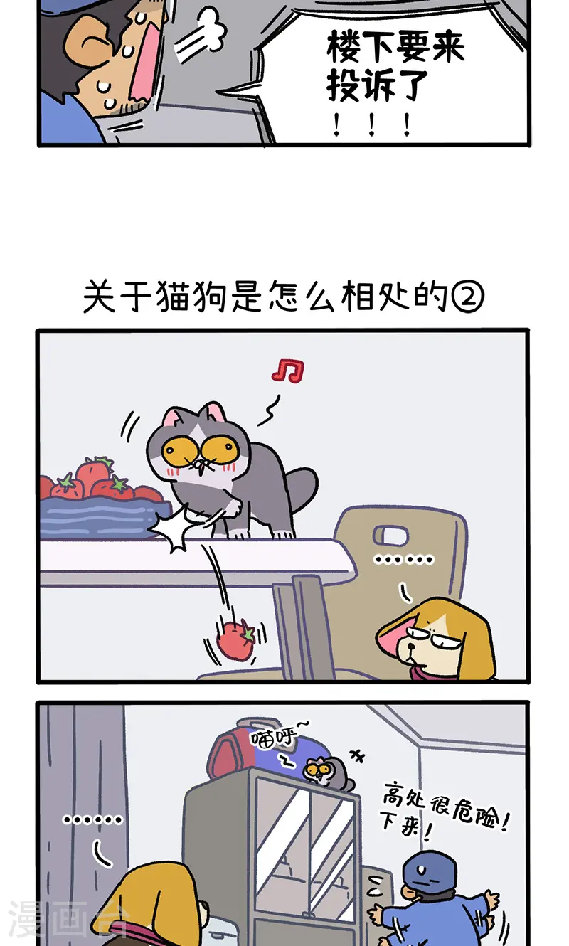 第129话1 关于猫狗是怎么相处的2