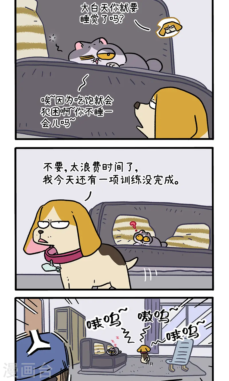 第129话1 关于猫狗是怎么相处的1