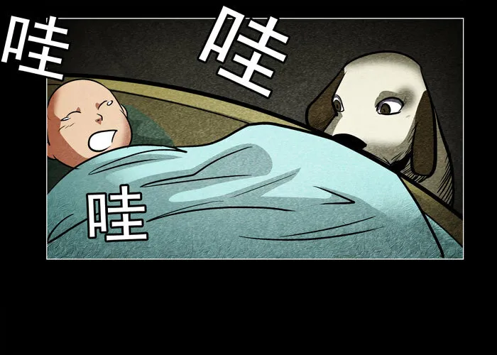 老狗065
