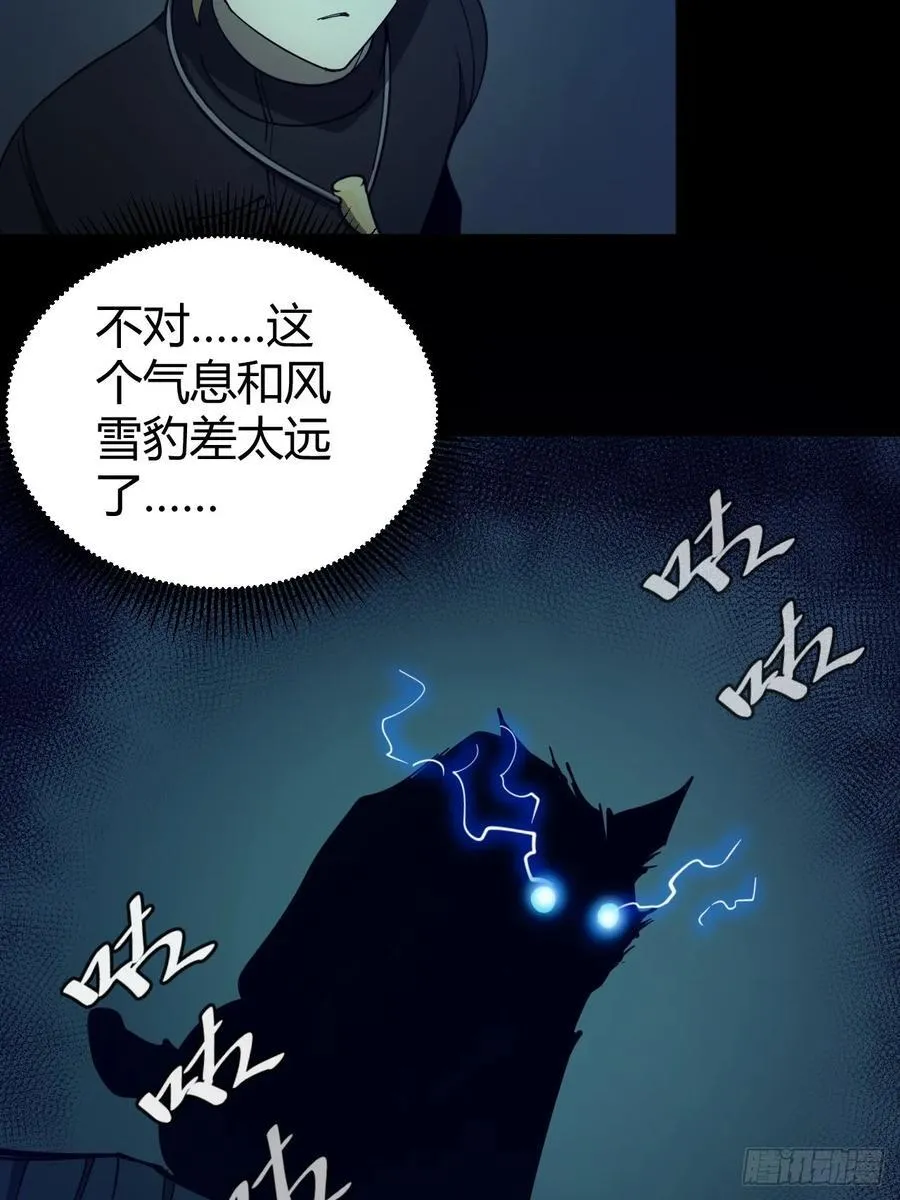 两只风雪豹11