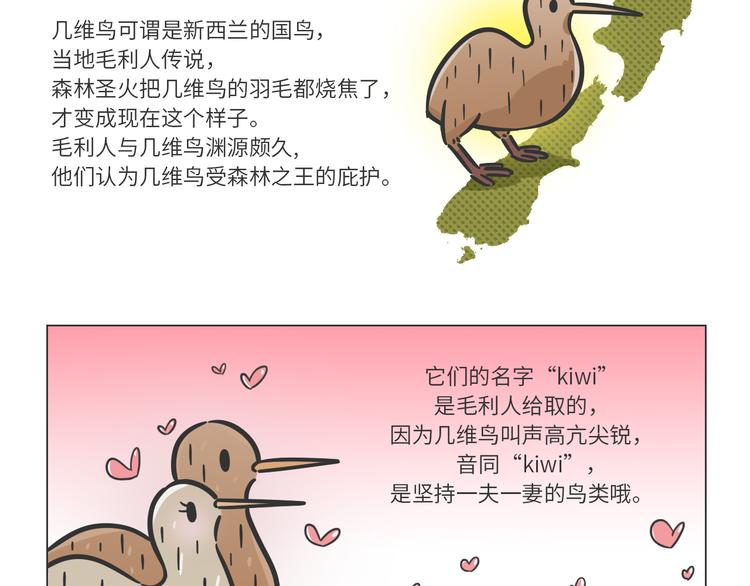 科普番外——新西兰的几维鸟1