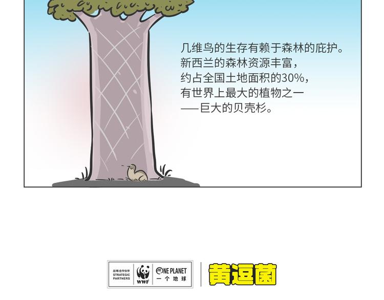 科普番外——新西兰的几维鸟3