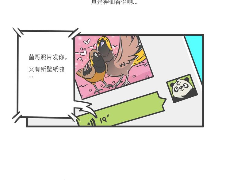 “武林高手”天堂鸟20