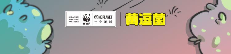 “武林高手”天堂鸟24