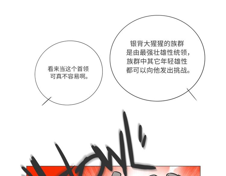 雨林深处的王者“努卡”15