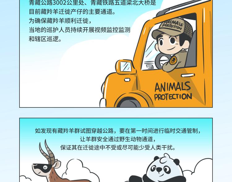 科普番外——藏羚羊的迁徙之旅2