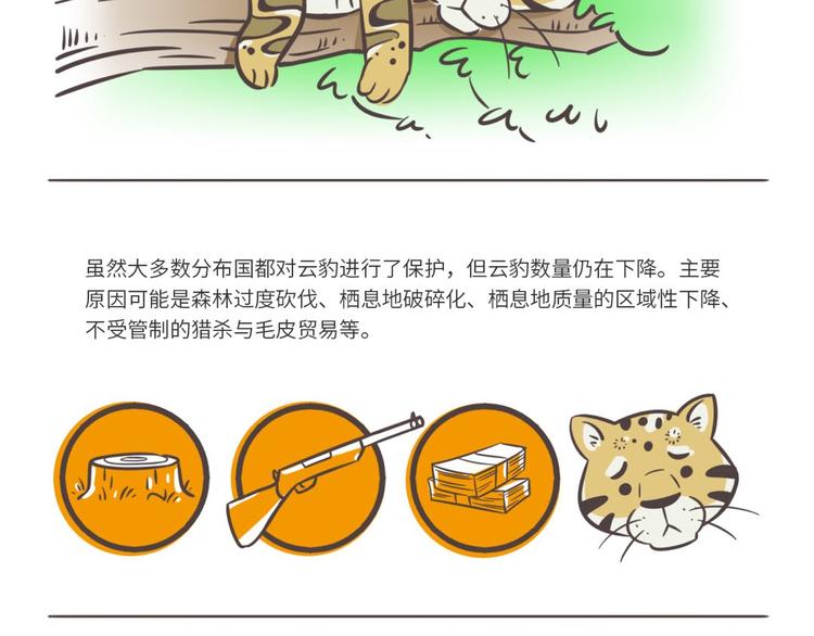 科普番外——印度尼西亚“云豹”2