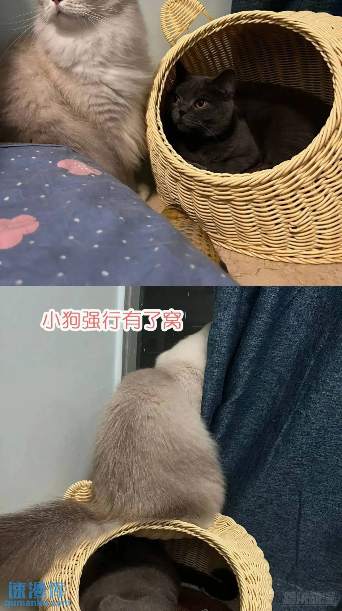 第37话防不胜防的情敌们56