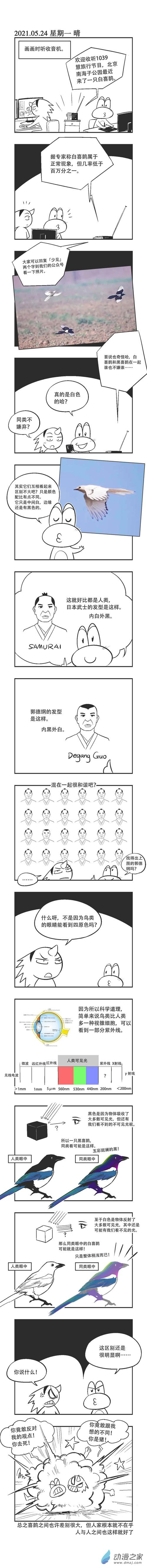 0071 白喜鹊0