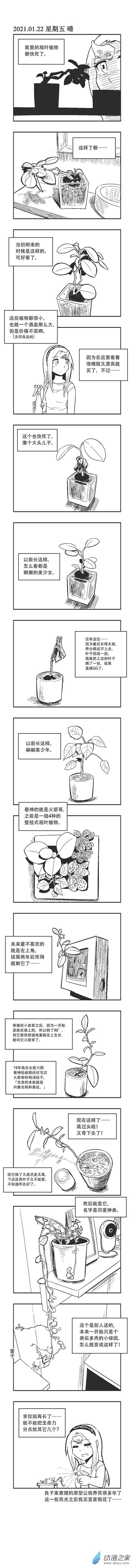 0017 观叶植物0
