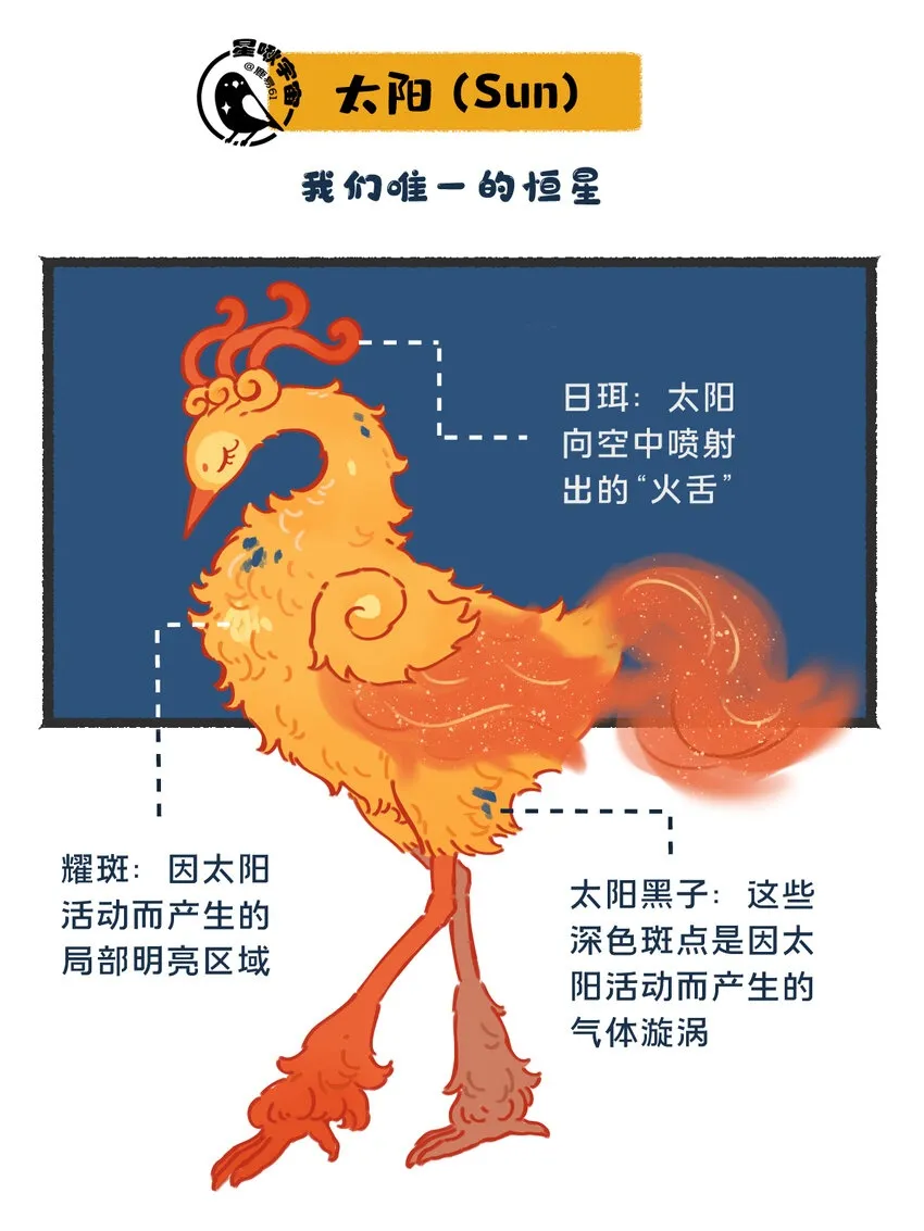 26 太阳拟鸟的设定1