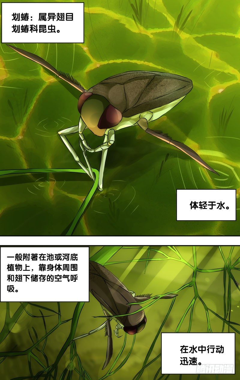 30.划蝽0