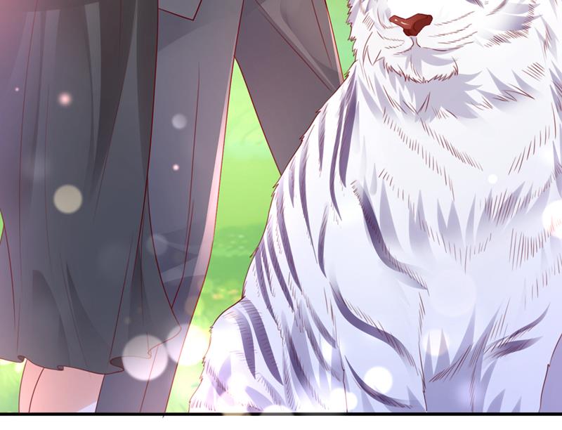 和我一起养大猫吧？7