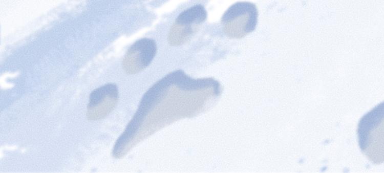 第107话 雪中脚印80