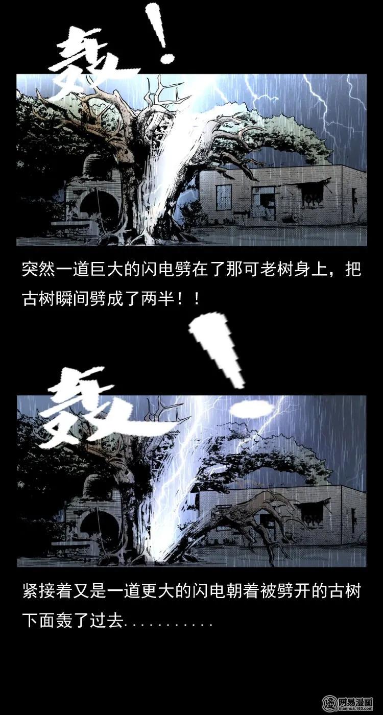 29 古树23