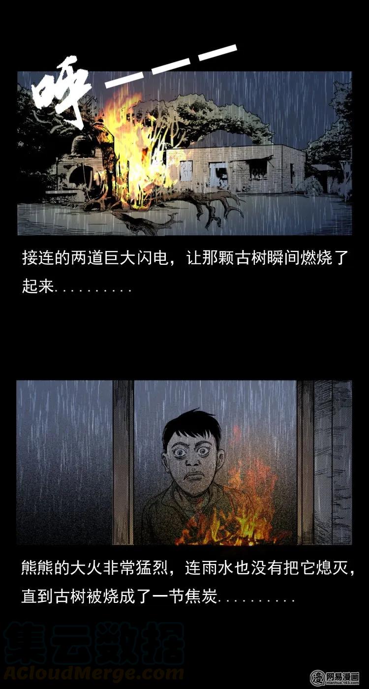 29 古树24