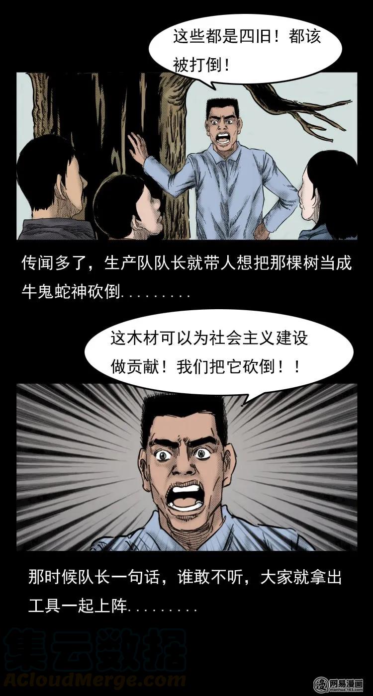 29 古树12