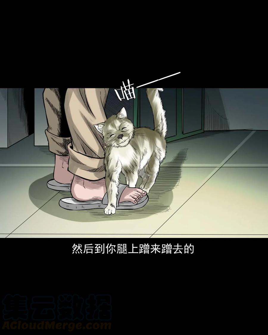 511 猫看见了什么6