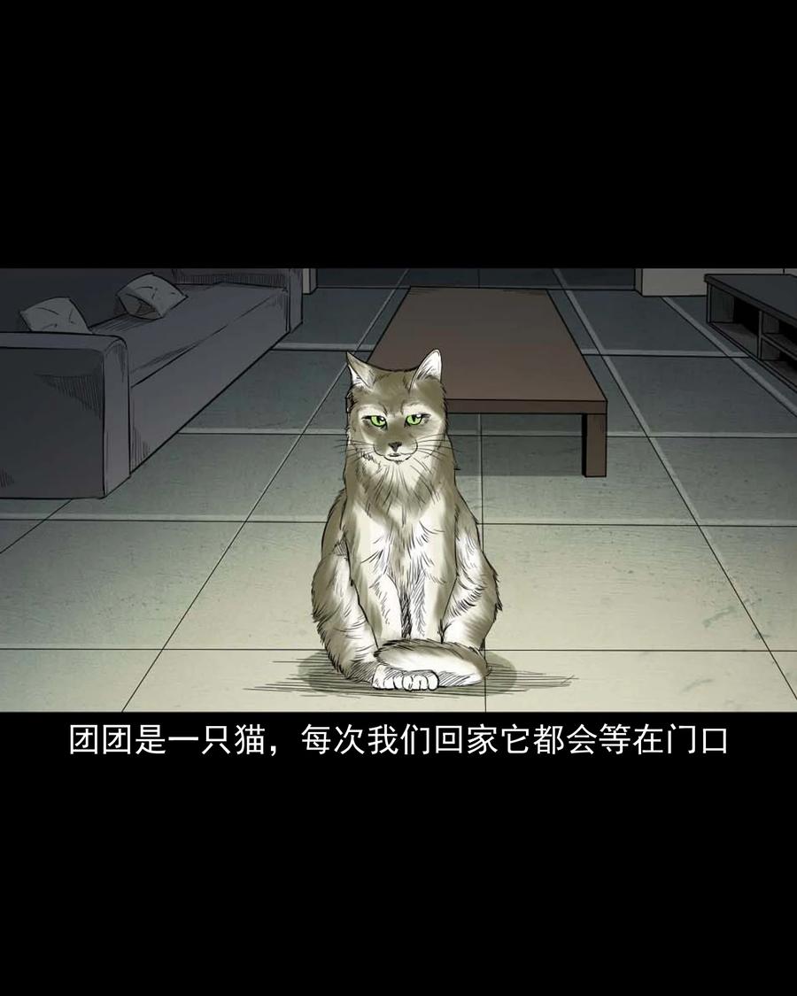 511 猫看见了什么5
