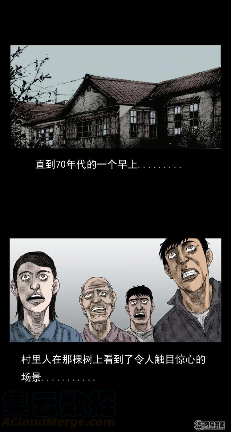 29 古树9