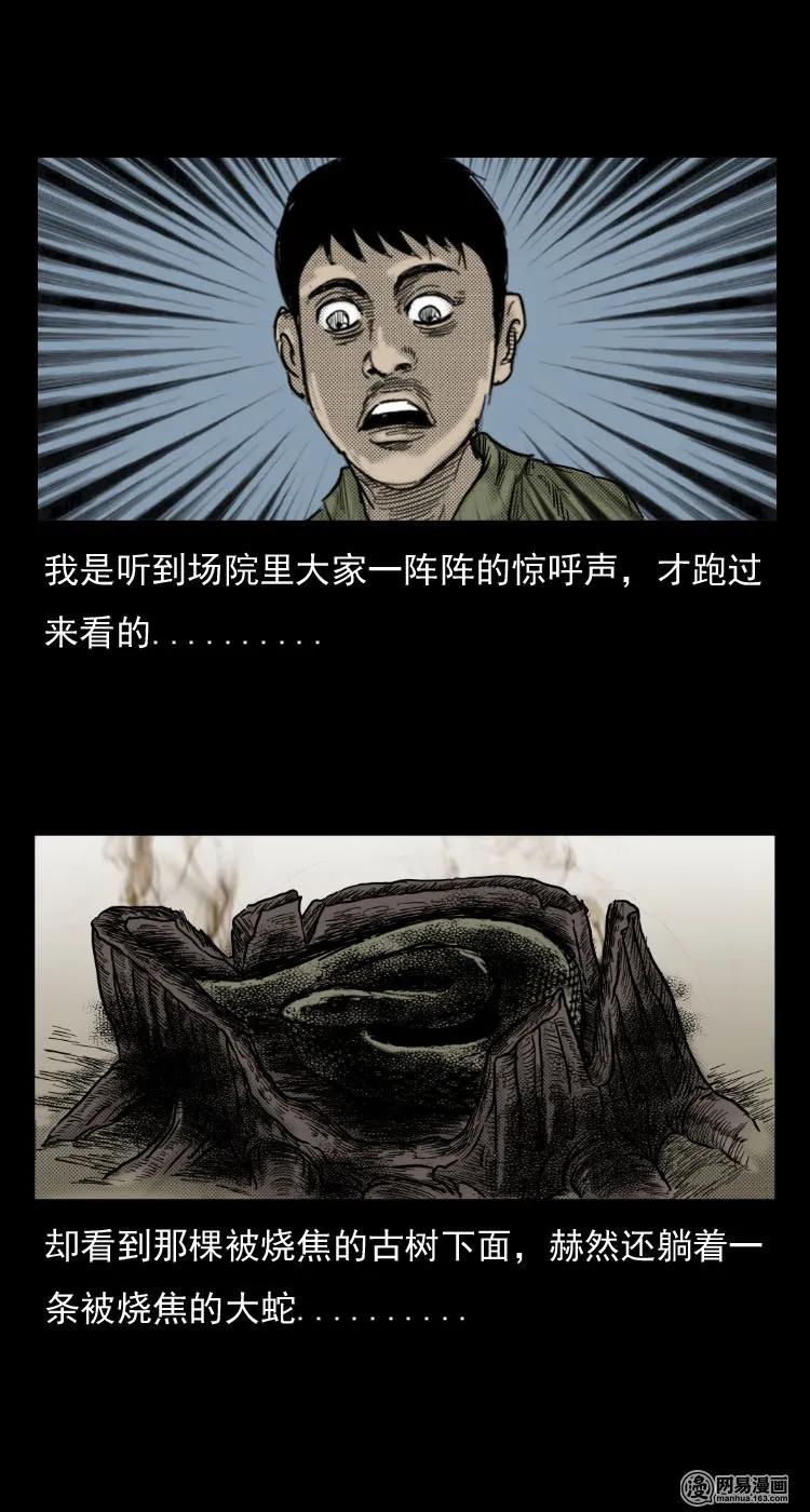 29 古树26