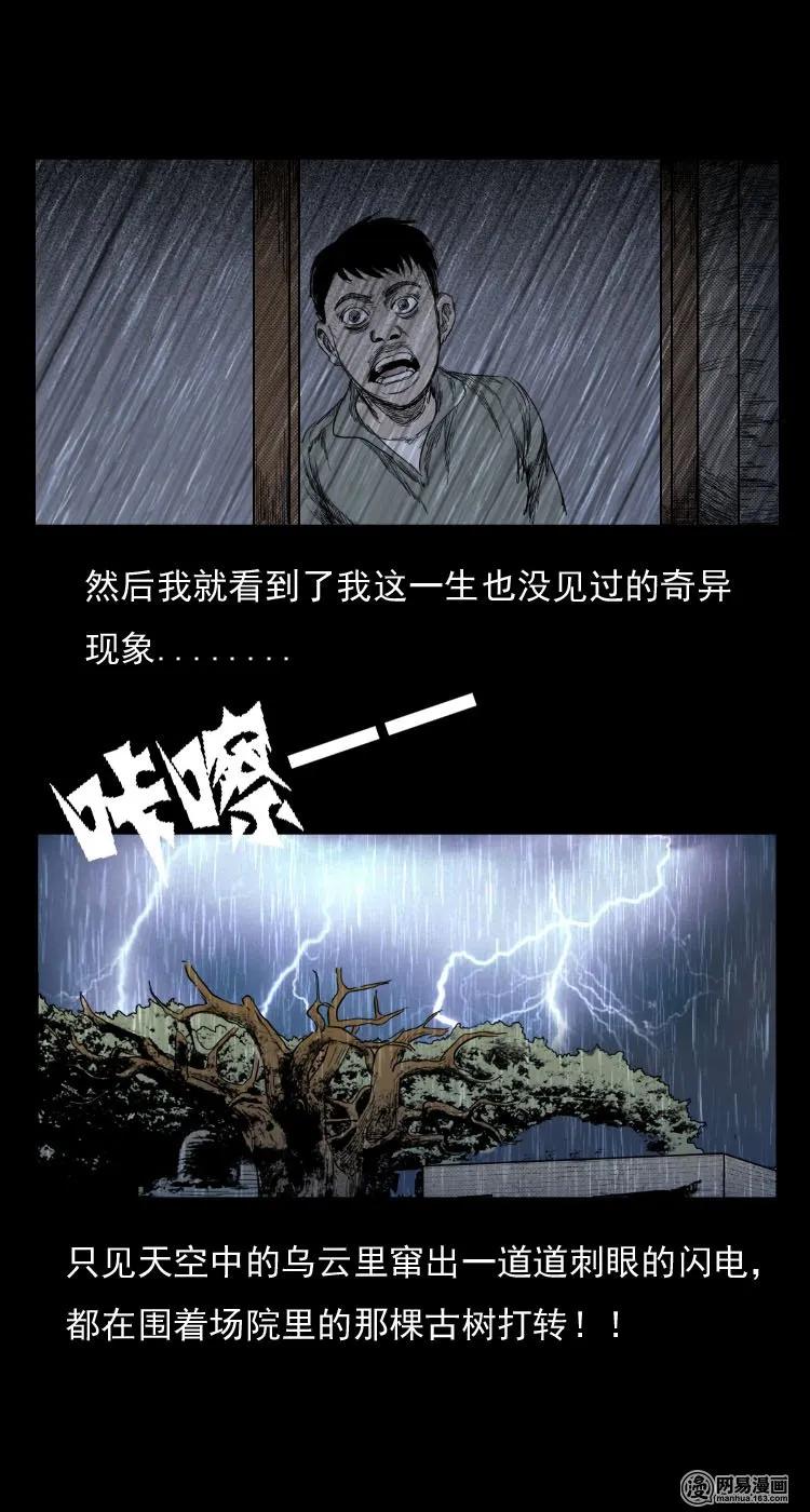 29 古树22