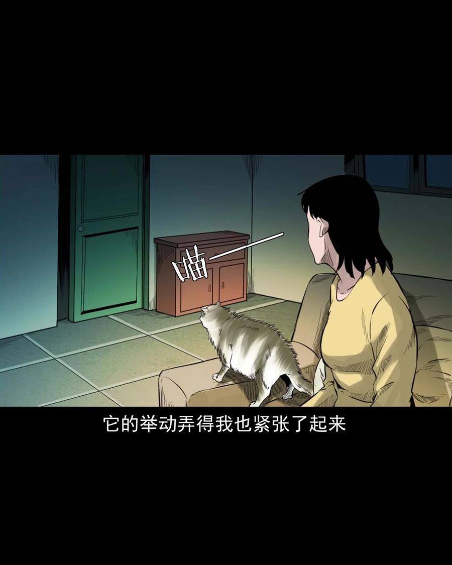 511 猫看见了什么14