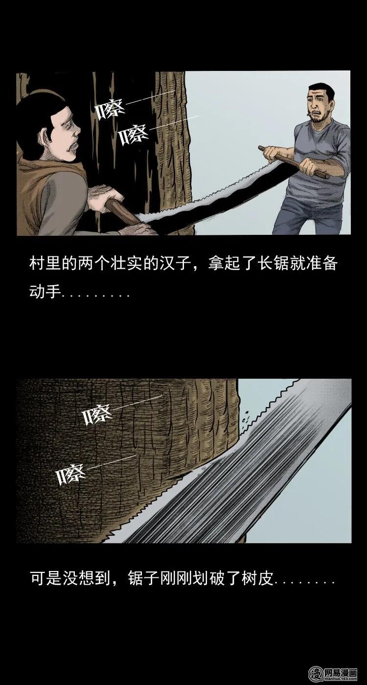29 古树13