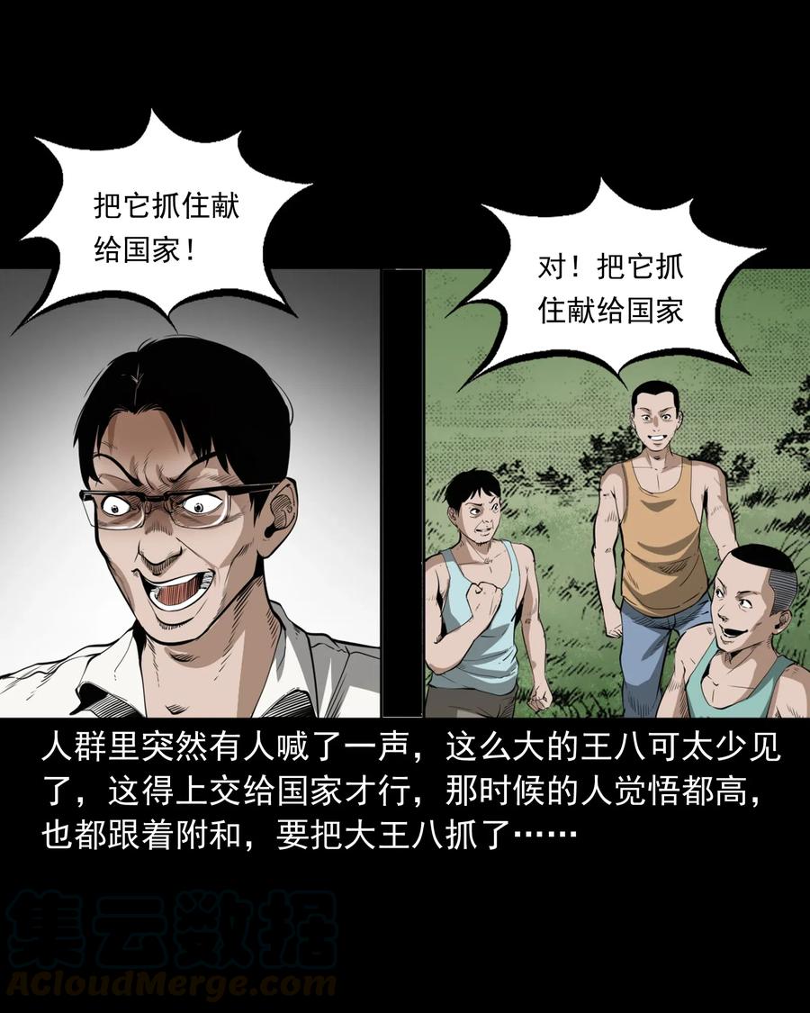 493 大王八12