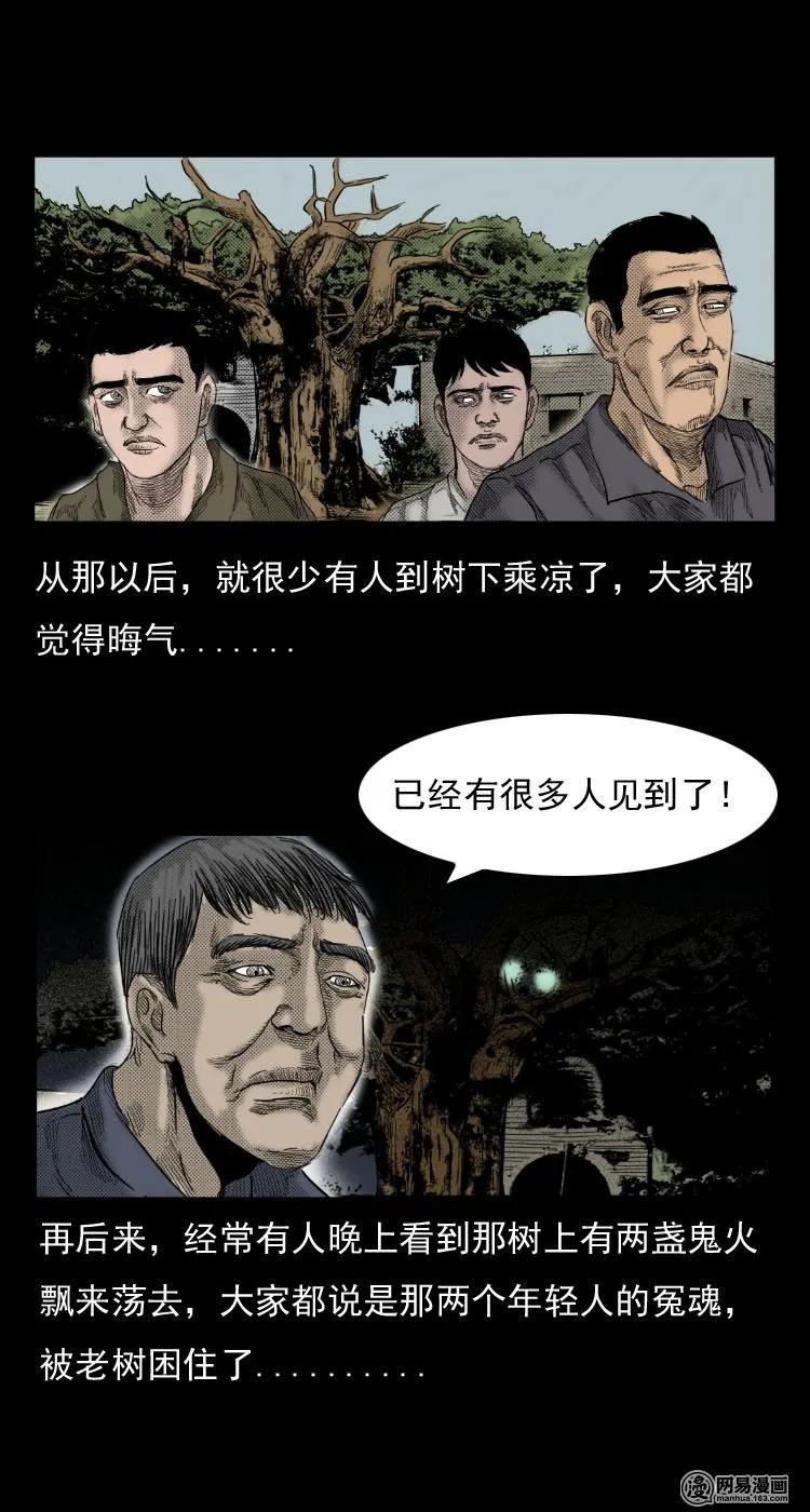 29 古树11