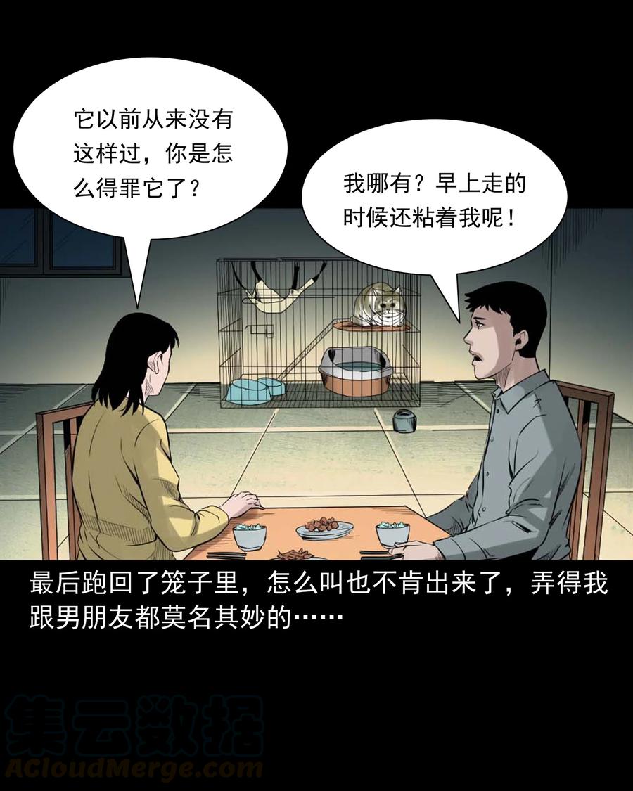 511 猫看见了什么18