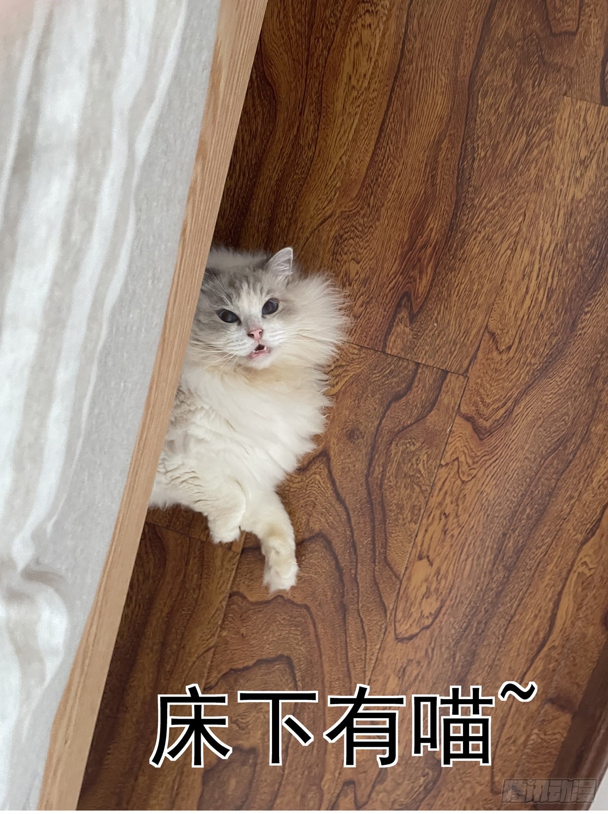 068脊柱与脑机屏障15