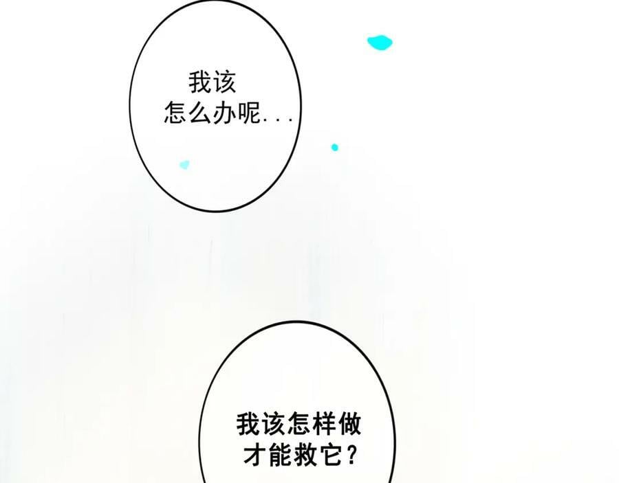 81.星星花17