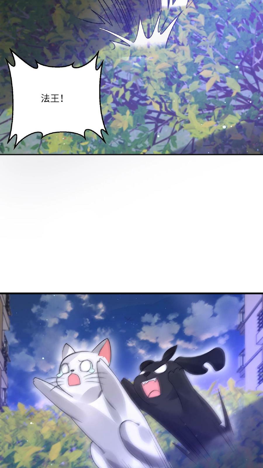 第24话 会心灵交流的神奇小猫11