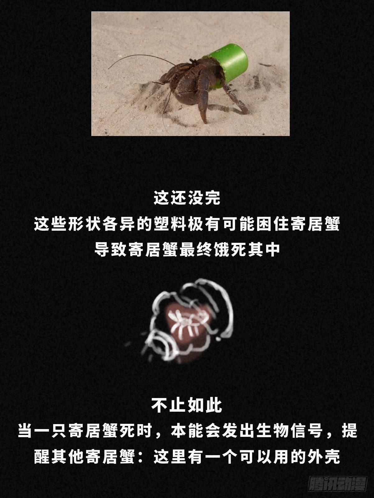 寄居蟹17