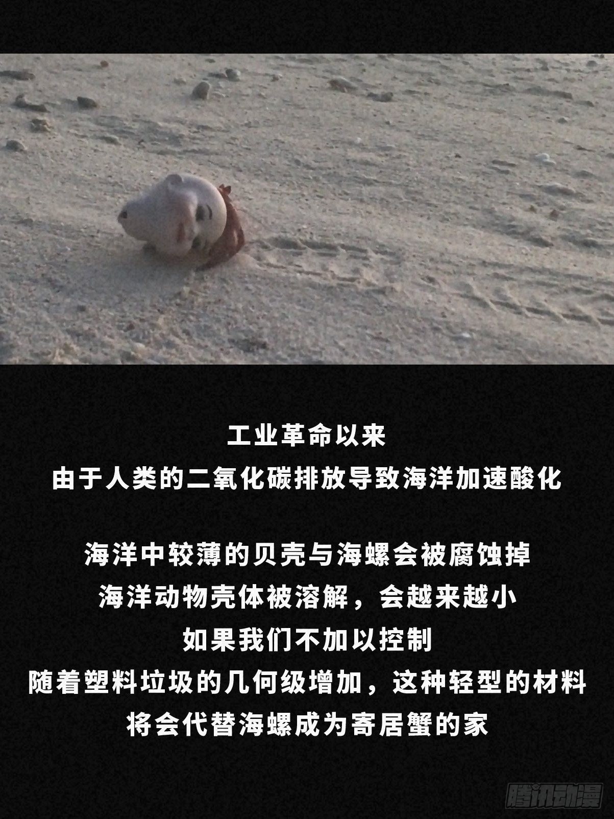 寄居蟹16