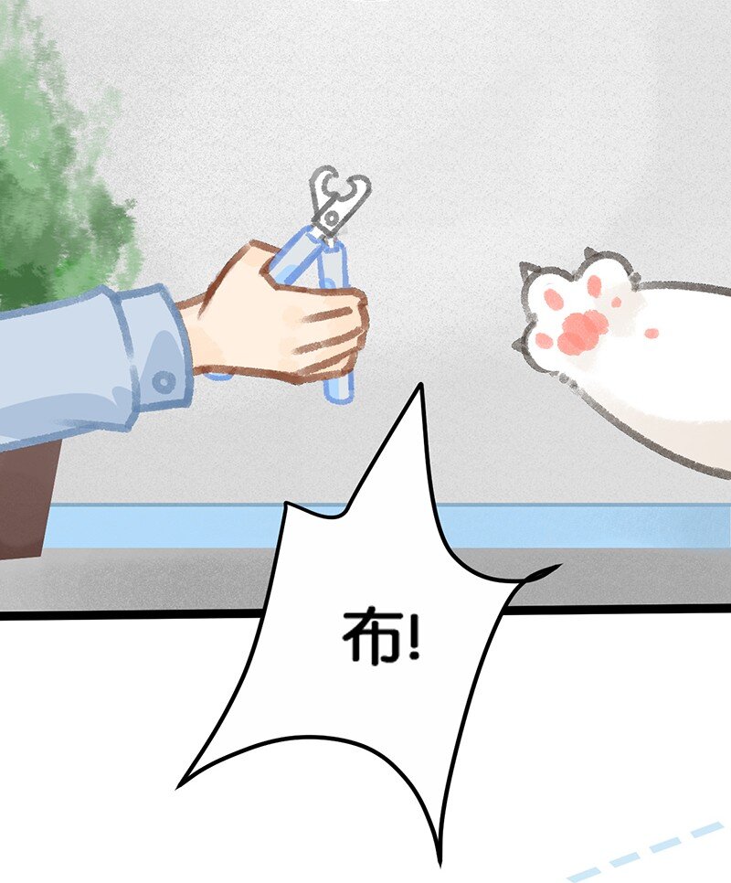 39 喵爪开花的办法！18