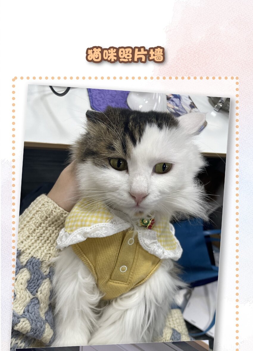28 职场导师锅包又带出来的职场新猫！22