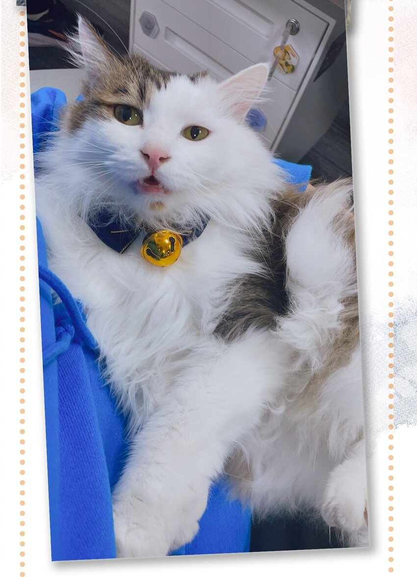 28 职场导师锅包又带出来的职场新猫！23
