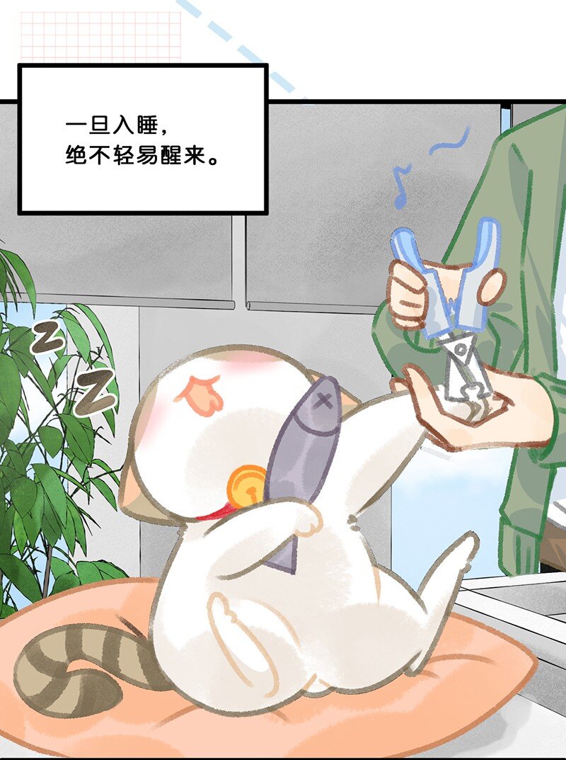 39 喵爪开花的办法！15